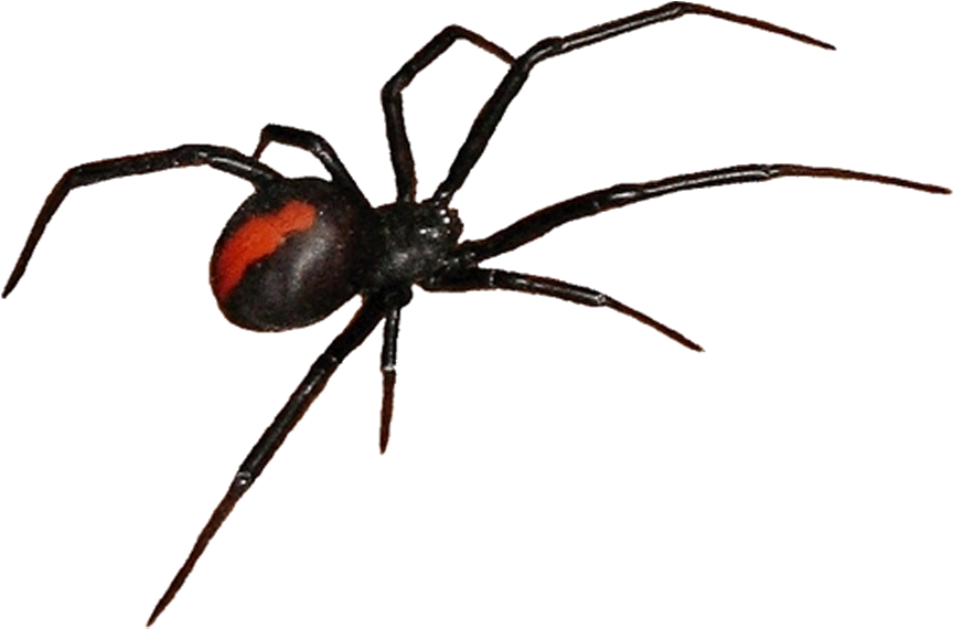Get Rid Of Cobwebs During Cleaning - Black Widow (1280x720)