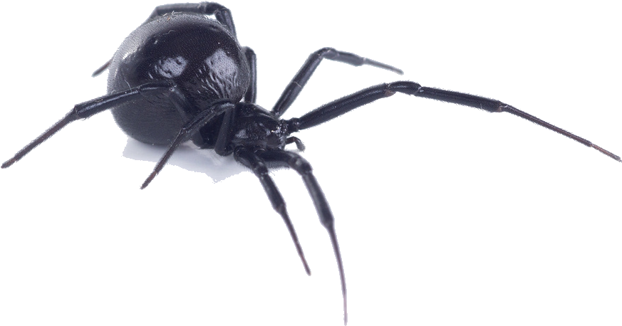 North American Black Widow Spider (1006x710)