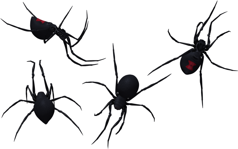 Black Widow Spider Set 08 By Free Stock By Wayne - Western Black Widow (1024x645)
