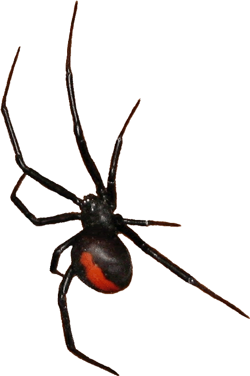 Redback Spider Clipart - Red Back Spider Drawing (543x807)