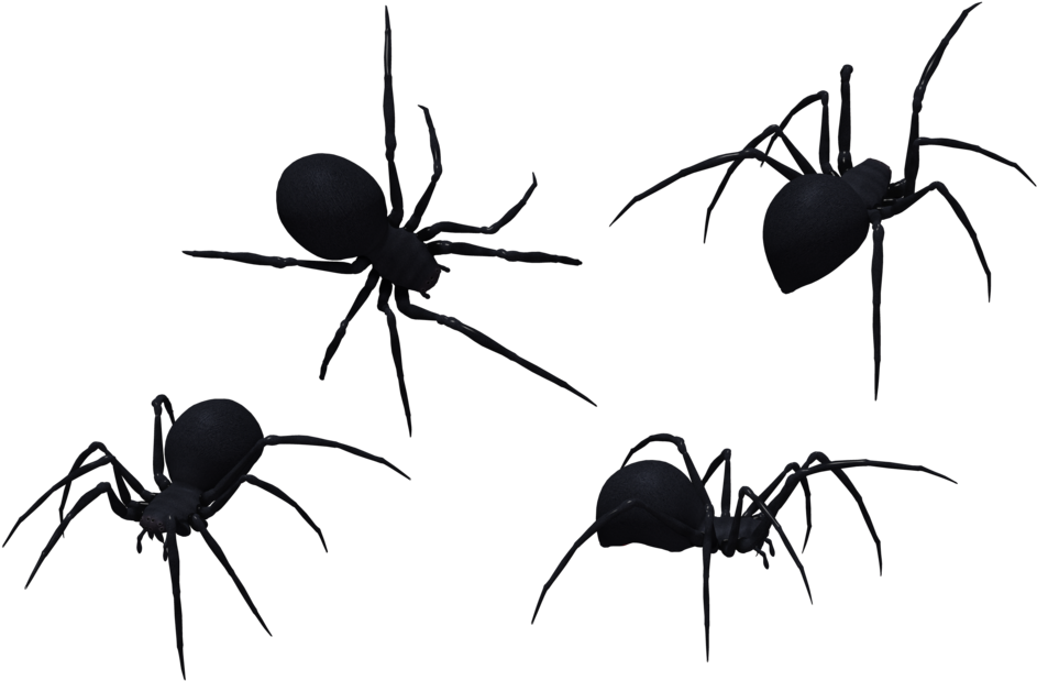 Black Widow Spider Set 12 By Free Stock By Wayne - Black Spider Png (1024x645)