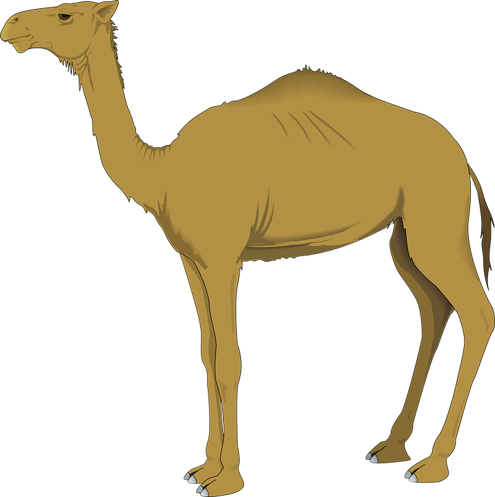 Desert Animals Including Camel Lizard Spider Stock - Camel Clip Art (717x720)