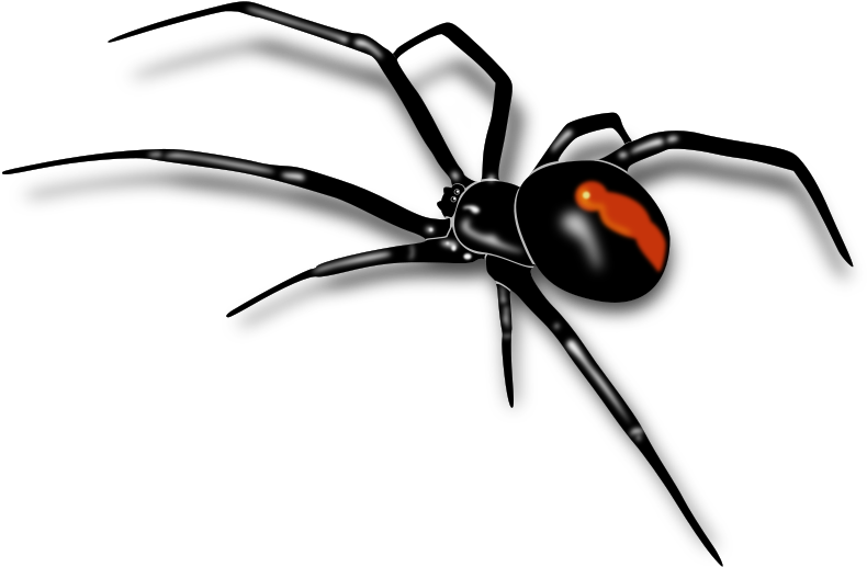 Medium Image - Australian Red Back Spider (800x523)