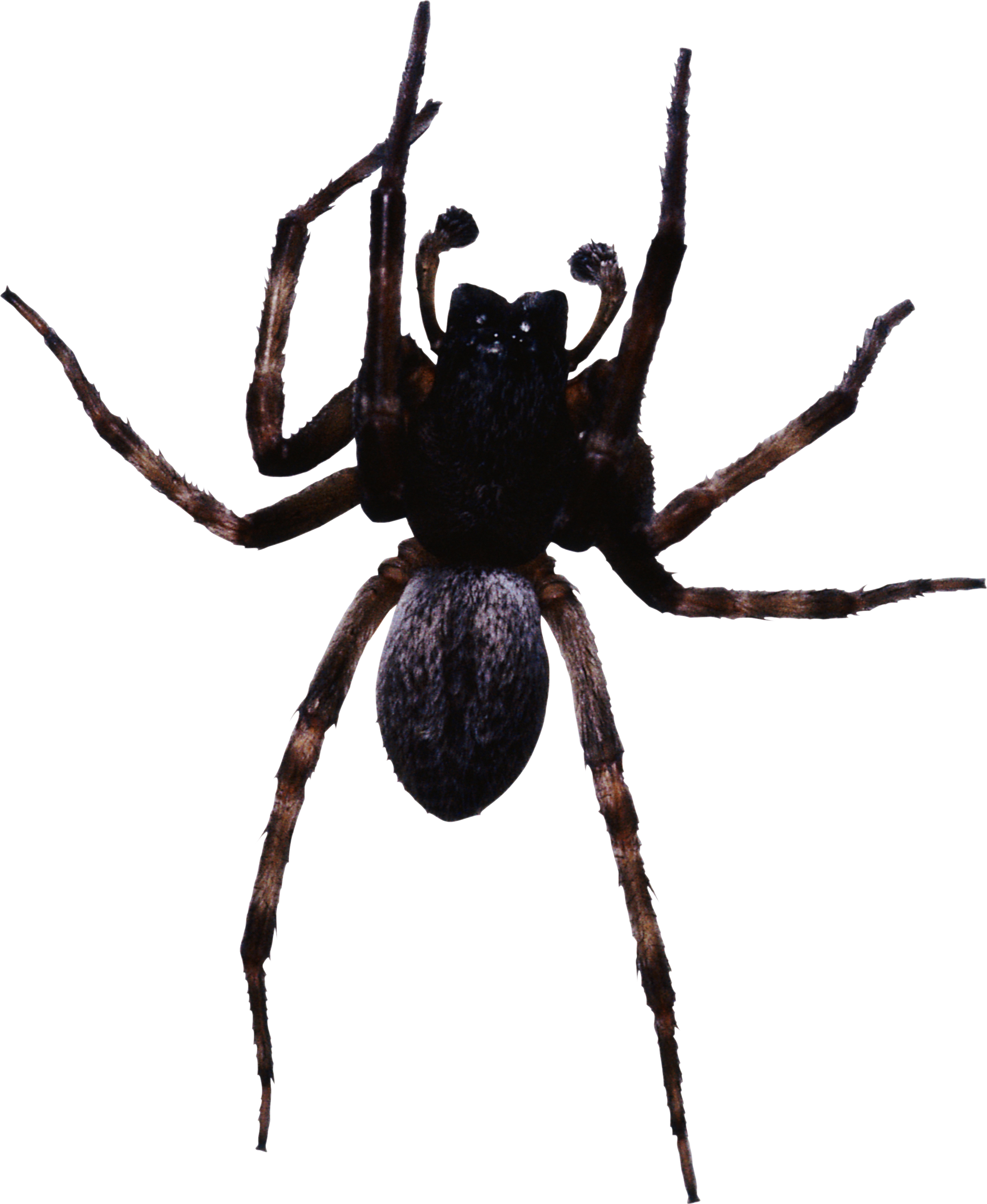 Spider Png Image - Leg Mechanism Of A Spider (2295x2800)
