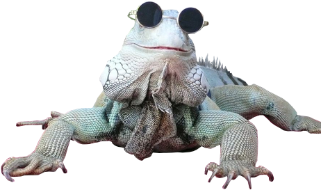 Lizard Clipart Png Transparent Images - Cool Picturs Of Lizards Transparent (500x375)