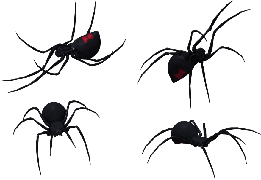 Black Widow Spider Set 11 By Free Stock By Wayne - Widow Spiders (1024x645)