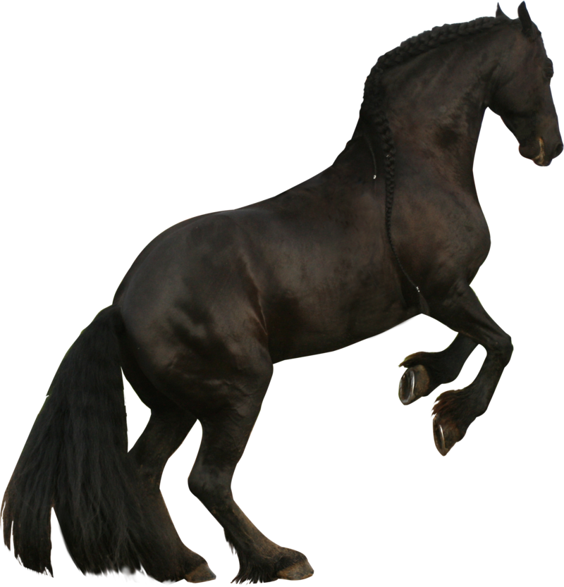 Mustang Friesian Horse Clydesdale Horse Stallion American - Horse (800x833)