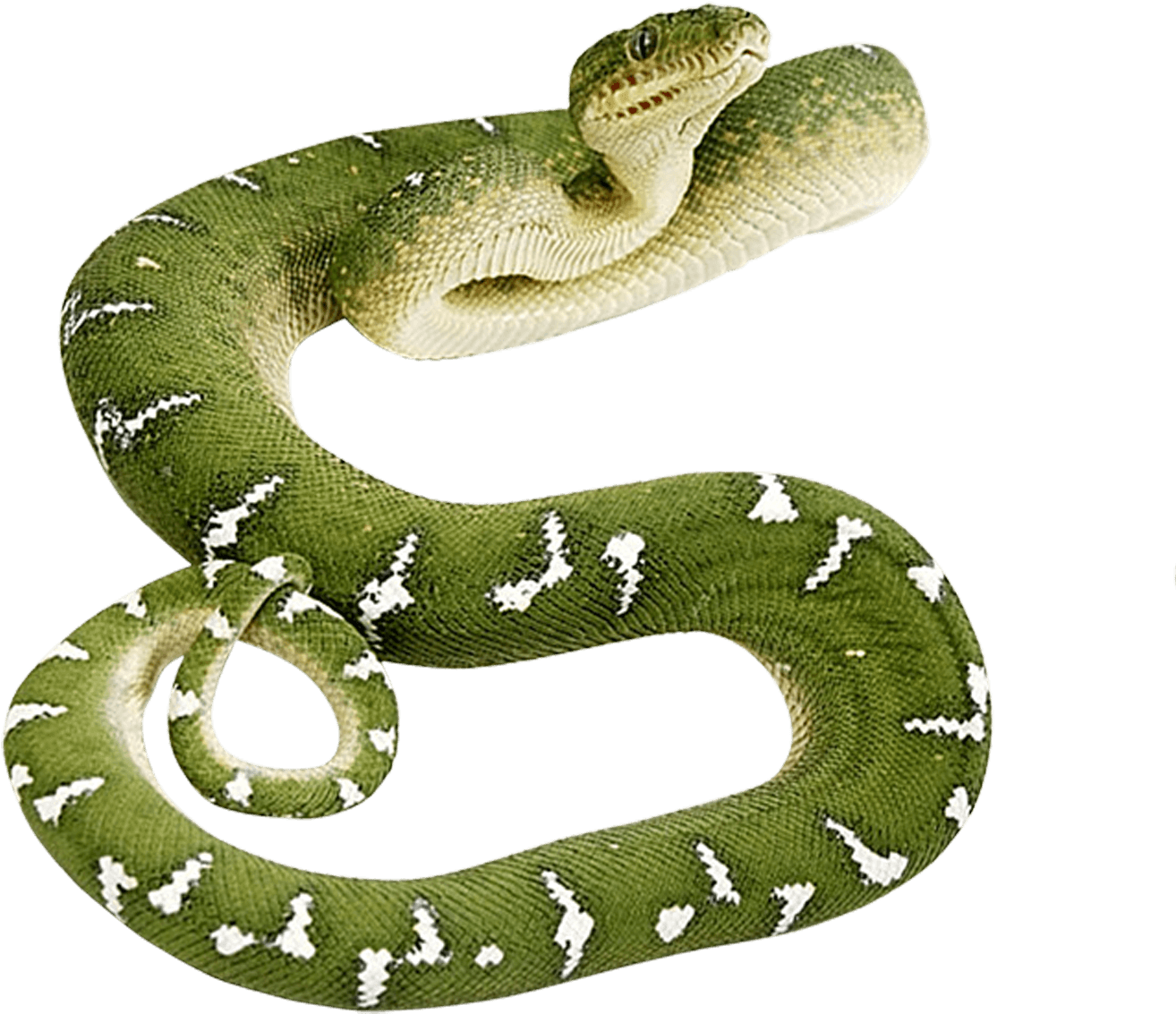 Snake - Green Snake Png (1496x1355)