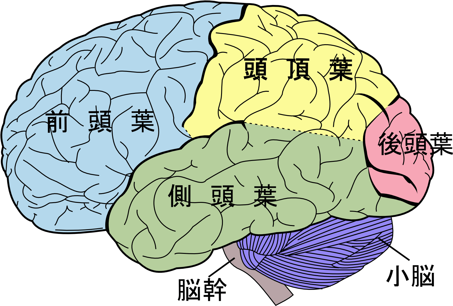 Free Human Brain, Download Free Clip Art, Free Clip - Lobes Of The Brain (1600x1142)