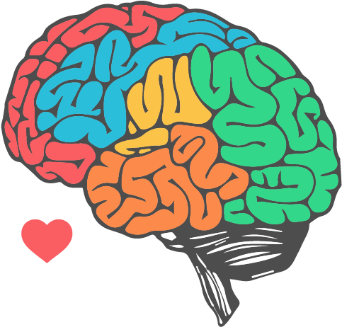 Life Size Brain Clip Art - Brain Png (505x474)