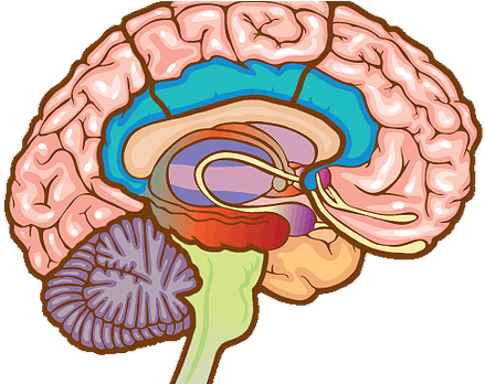 Injury Clip Art Free Clipart - Brain (448x347)
