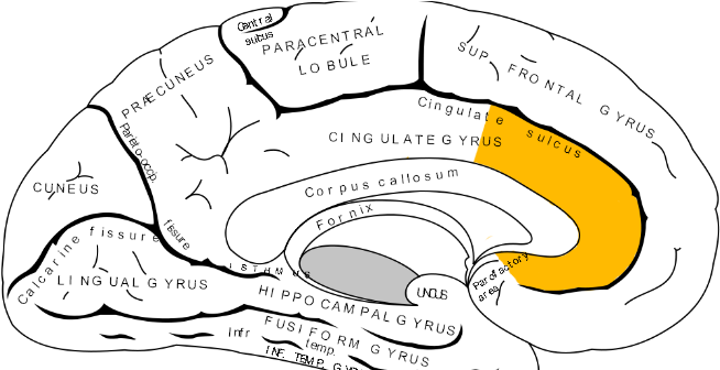 Impact Of Social Sciences Brain Study Confirms Gender - Psychology Of Stereotyping (670x335)