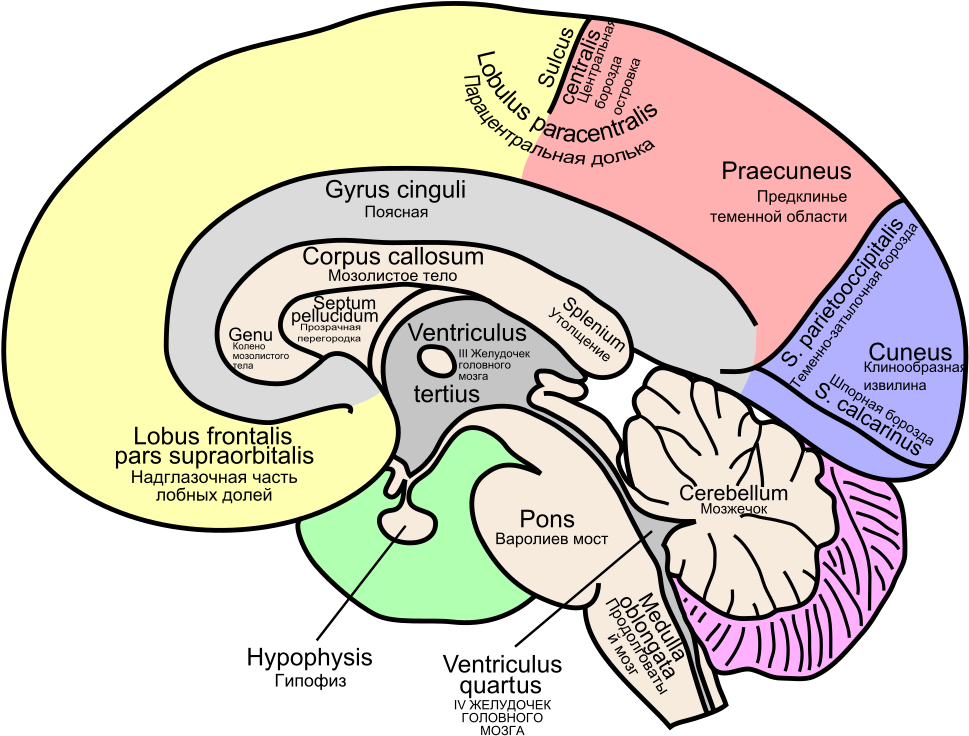 Cartoon Picture Of A Brain 19, Buy Clip Art - Corpus Callosum And Cingulate Gyrus (1018x768)