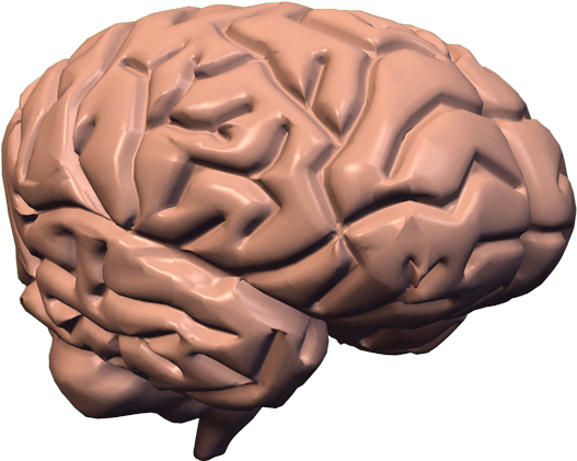 Brain And Spine Surgeon - Brain (559x441)