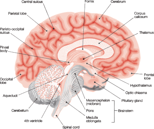 Biology Neet Notes, Neet 2018, Neet Notes 2018, Neet - Cross Section Of Brain With Labels (499x420)