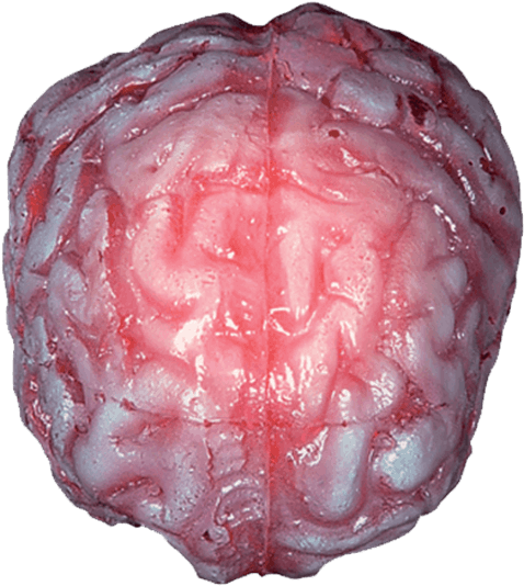 Color Changing Realistic Brain - Color Changing Realistic Brain (555x555)