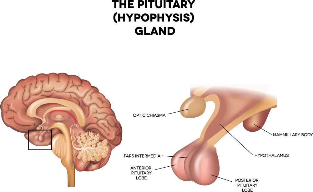 Pituitary Gland Hypophysis Medium - Hypophysis In The Brain (1000x644)