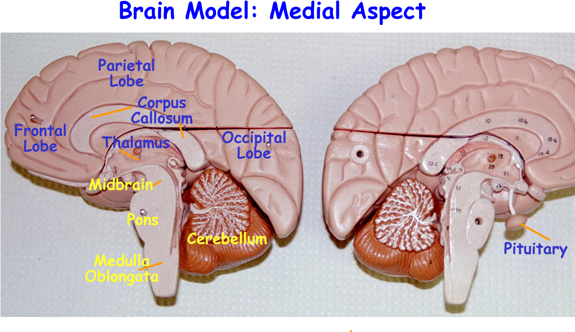 Brain Model Brain Stem (1200x725)