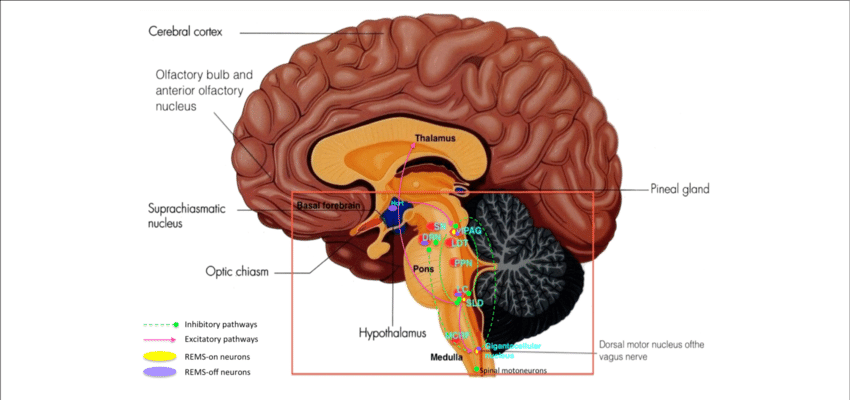Key Brain Structures Affected By Lewy Bodies, Lewy - Raphe Nucleus Pineal Body And Scn (850x400)