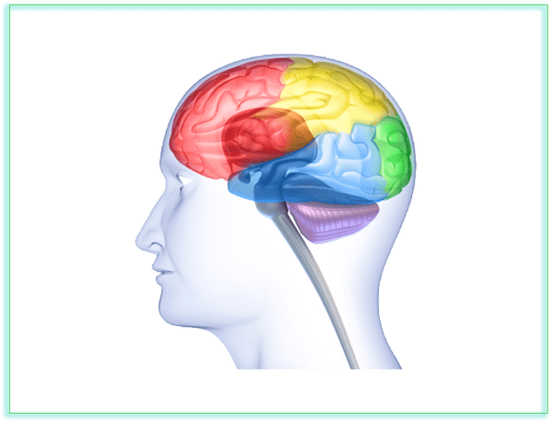Neuroimaging And Privacy - Pro-life Health Optifocus Focus Formula - Nutritional (640x500)