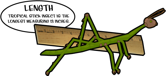 The Largest Insect On Record Had A Wingspan Of Over - Fun Facts About Length (570x270)