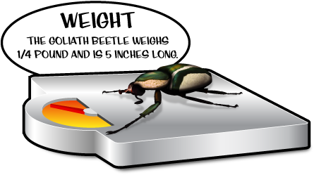 The Largest Insect On Record Had A Wingspan Of Over - Fun Fact About Working Out (570x270)
