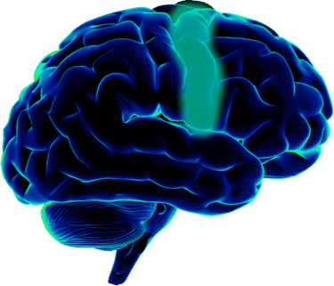 Switch Hz Brain Support - Human Brain (375x321)