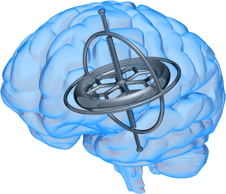 Brain With Gyroscope Inside - Gyroscope Brain (800x680)
