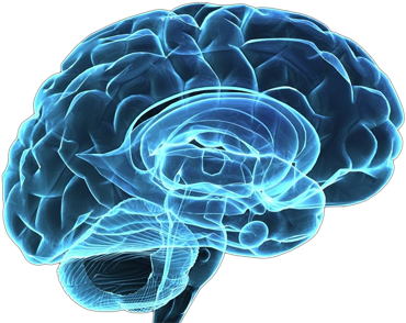 Effects On Brain Receptors - Cuidar Da Pessoa Com Esquizofrenia (600x300)