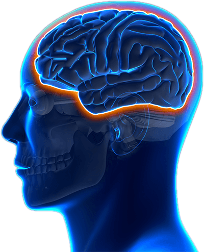 The Brain Energizer That Works Even For 100 Year Olds - Blood Brain Barrier (400x494)