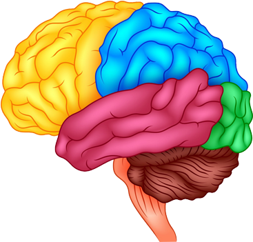Foods That Stimulate Brain Memory Photo - Human Brain (400x350)