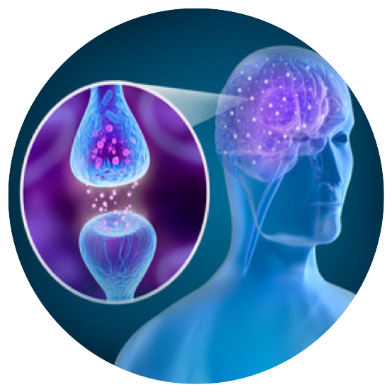 Synergize Supports For Your Cells, Organs, Brain And - Receptor (554x554)