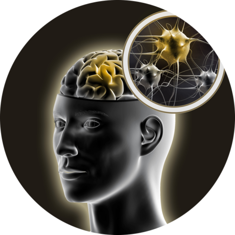 The Neuroscience Of Math - Brain (480x480)