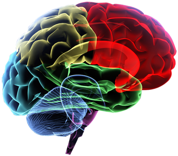 Ms Brain Center - Brain Energy Metabolism [book] (432x361)