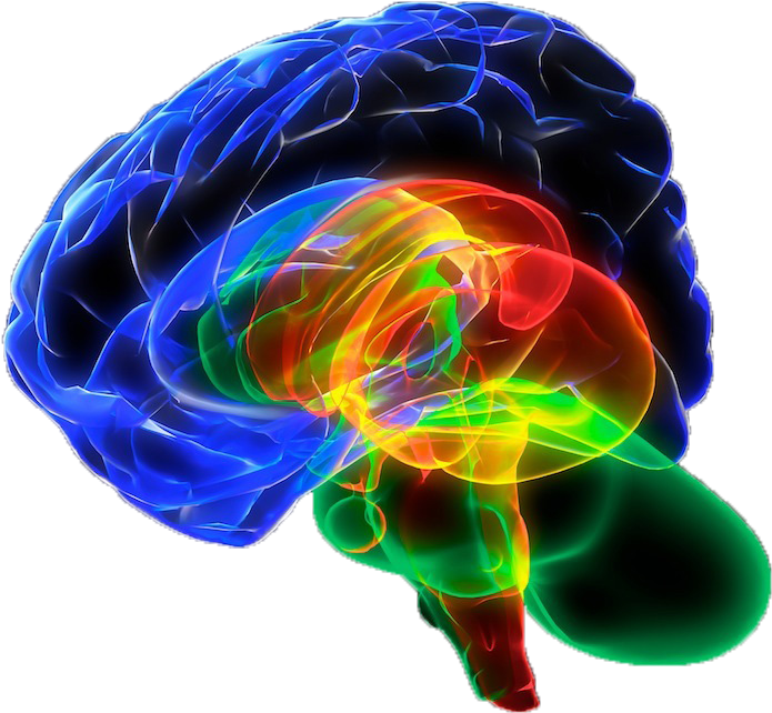 Human Brain Organ Cerebrum Sense - Imagens De Neuropsicologia (844x663)