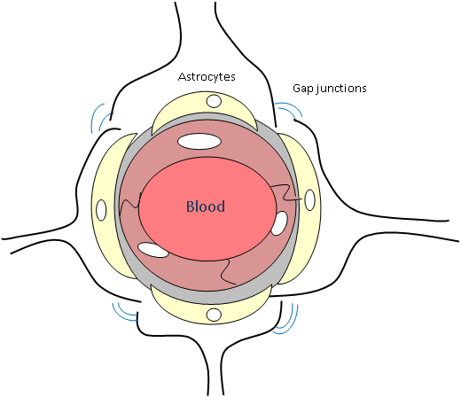 Media/image1 - Blood Brain Barrier Astrocytes (520x448)