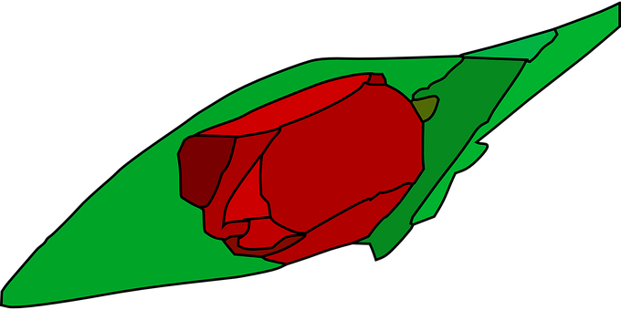 Tulip, Flower, Plant, Leaves - Flower (680x340)