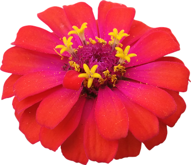 Flower Red Zinnia Nature Flowers Isolated - Zinnia Png (393x340)