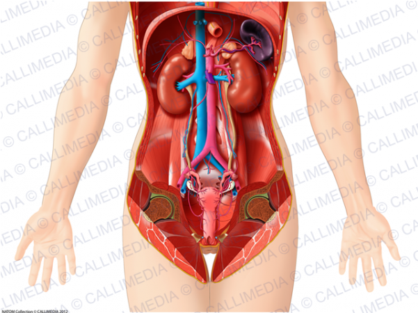 Abdomen Organos Mujer (600x600)