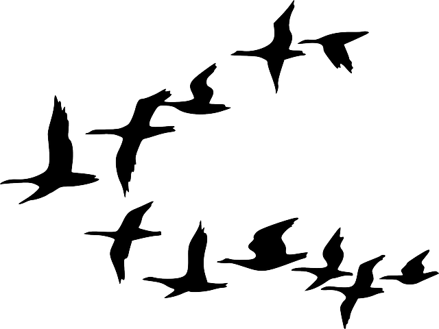 White Black, Outline, Canada, Drawing, Silhouette, - Birds Flying Clip Art (640x480)