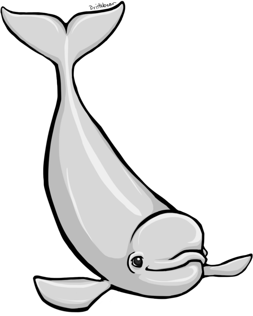 Beluga Whale Clipart - Cartoon Beluga Whale (900x1076)