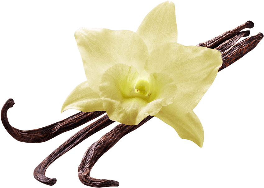 Vanilla Flower - Vanilla Png (1024x784)