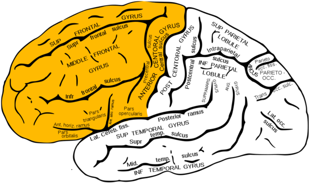 Various Functional Centers Are Found In The Frontal - Frontal Lobe (640x370)