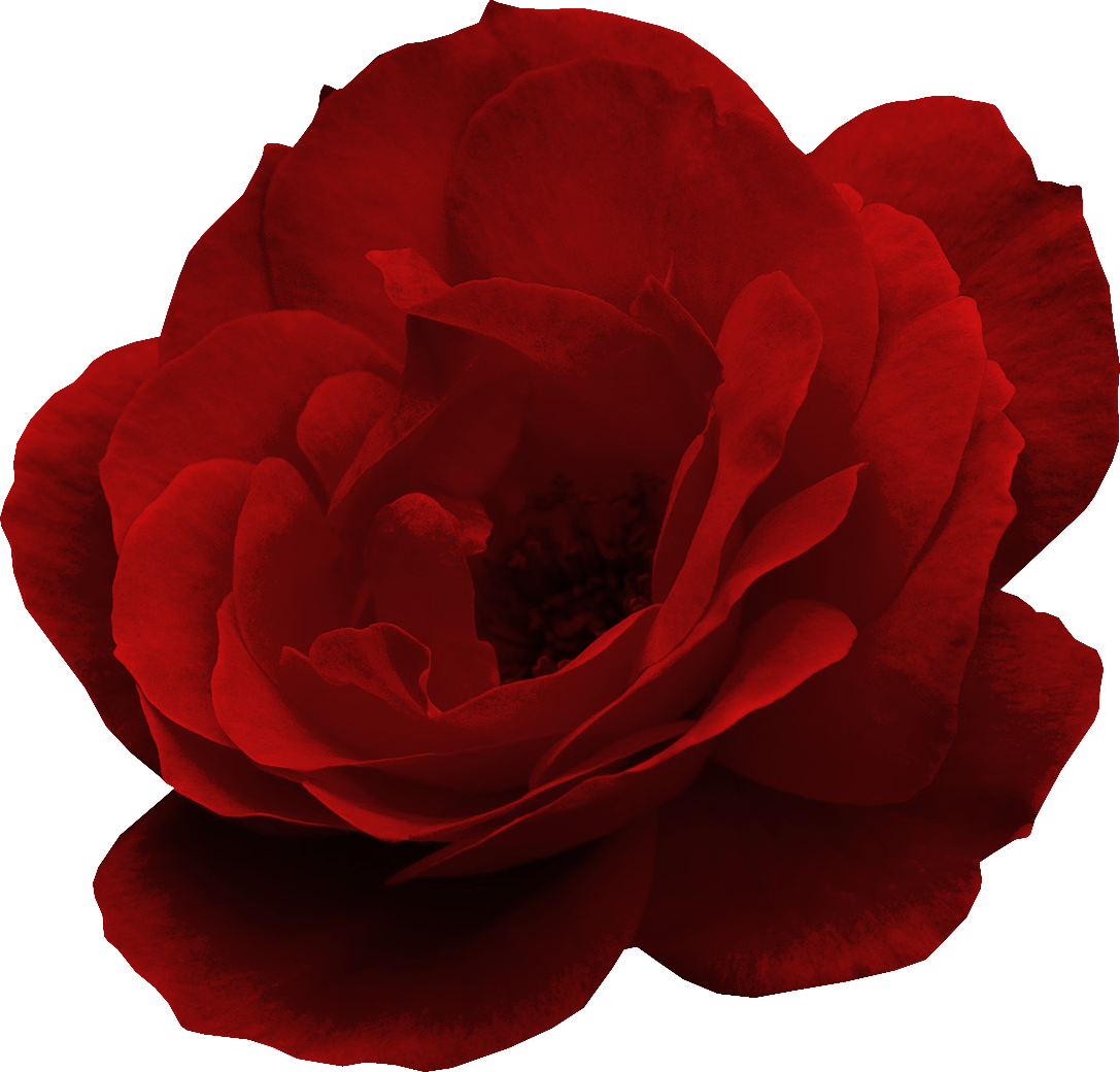 Png Güller,papatyalar,demet Çiçekler ,buketler,çiçek - Japanese Camellia (1087x1040)