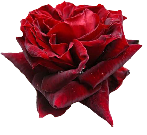 Png Güller,papatyalar,demet Çiçekler ,buketler,çiçek - Garden Roses (500x449)