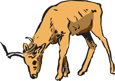 Antelope, Forest, Grazing, Horns, Animal - Deer Eating Clipart (480x340)