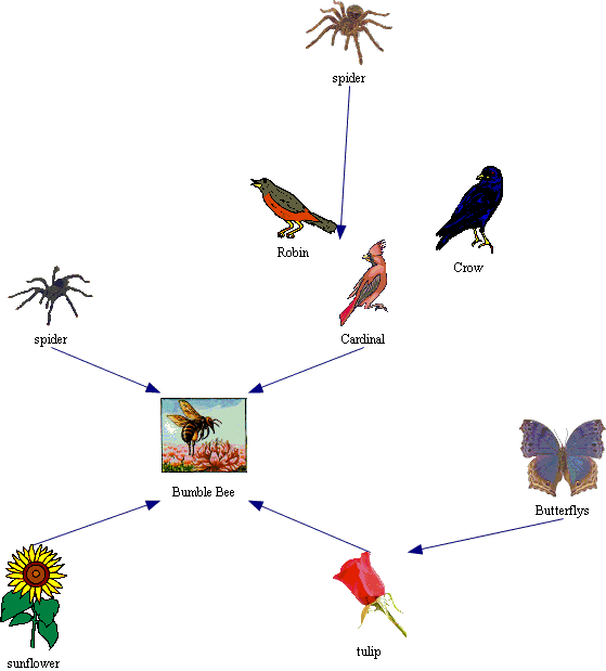 Image - Honey Bee Food Chain (559x619)