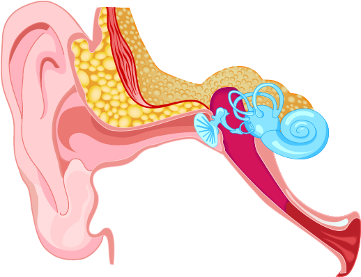 Mixed - Parts Of The Human Ear (537x425)