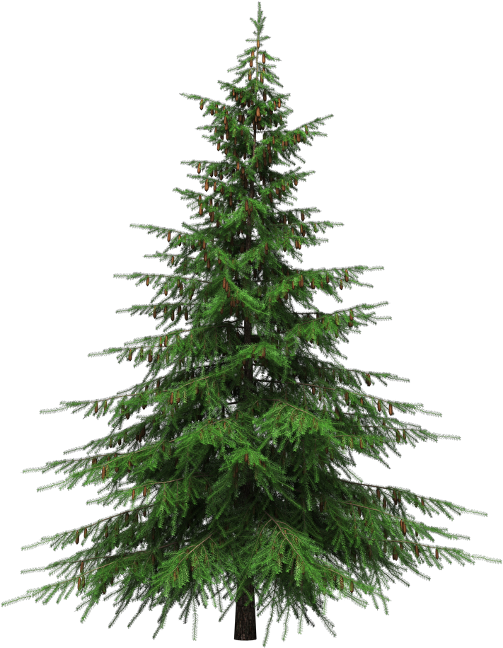 Healing Benefits Of Your Christmas Tree - Fir Tree Transparent Background (925x1000)