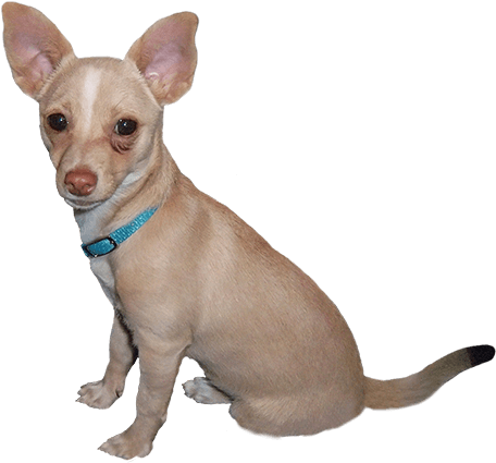 Dog Clip Art - Cartoon Dog Photoshop (472x444)